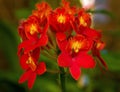 Red And Yellow Orchid Flowers Royalty Free Stock Photo