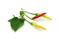Red and yellow pepper with green leaf on a white (Thai pepper) Royalty Free Stock Photo