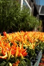 Red and yellow pepper plants