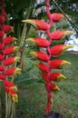 Red and Yellow Peruvian Jungle Fruit. Royalty Free Stock Photo