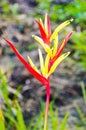 red and yellow petal canna flower Royalty Free Stock Photo