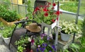 Red and yellow petunia flowers in pots in greenhouse Royalty Free Stock Photo