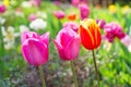 Red, yellow and pink tulips flowers with green leaves blooming in a meadow, park, flowerbed Royalty Free Stock Photo