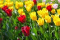 Red, yellow and pink tulips in the park with sunset sunlight Royalty Free Stock Photo