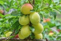 red yellow plum fruit tree branches with green leaves Royalty Free Stock Photo