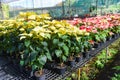 Red and yellow poinsettia in the garden greenhouse, Poinsettia christmas traditional flower decorations Royalty Free Stock Photo