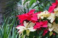 Red and yellow Poinsettias Christmas flower