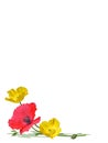 Red and yellow poppy flower white background Royalty Free Stock Photo