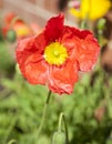 Red and yellow poppy