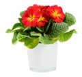 Red and yellow potted Primrose or Primula plant on white