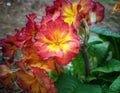 Bunch of red yellow primrose flower plant closeup