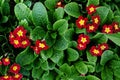 Red yellow primrose flowers, green leaves background, primula blossom in garden, beautiful small flowers, floral texture, nature Royalty Free Stock Photo