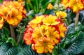 Red and yellow primroses background Royalty Free Stock Photo