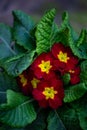 Red and yellow primula flower macro photography on a summer day. Royalty Free Stock Photo