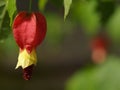 Red, Yellow and Purple bloom