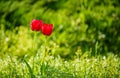 Red, yellow, purple and other special colors tulips. Royalty Free Stock Photo