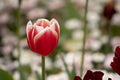 Red, yellow, purple and other special colors tulips. Royalty Free Stock Photo