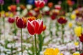 Red, yellow, purple and other special colors tulips. Royalty Free Stock Photo