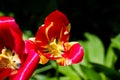 Red, yellow, purple and other special colors tulips. Royalty Free Stock Photo