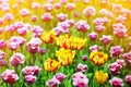 Red, yellow and purple tulips flowers on sunny blurred background close up, summer blooming tulips field, colorful spring flowers