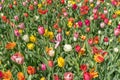 Red, yellow, purple, white, multicolor tulips on a sunny day, during spring bloom Royalty Free Stock Photo