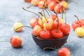 Red and yellow Rainier cherries Royalty Free Stock Photo