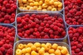 Red and yellow raspberries in boxes, healthy food concept Royalty Free Stock Photo