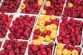 Red and yellow raspberries in boxes at local farm market Royalty Free Stock Photo