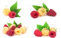 Red and yellow raspberries with leaves isolated on white background. Set or collection Royalty Free Stock Photo