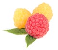 Red and Yellow Raspberry Isolated on White Background Royalty Free Stock Photo