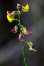 A red and yellow Rattlepod flower