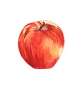 Red-yellow ripe apple.Hand drawn watercolor illustration Royalty Free Stock Photo