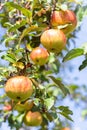 Red yellow ripe apples on apple tree branch, blue sky Royalty Free Stock Photo