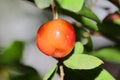 Red yellow ripe cherry fruit planted on tree Royalty Free Stock Photo