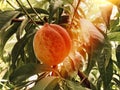 Red-yellow, ripe peach growing in a fruit tree. Royalty Free Stock Photo