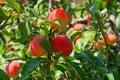 Red yellow plum fruit tree branches with green leaves Royalty Free Stock Photo