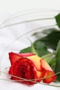 Red-yellow rose Royalty Free Stock Photo