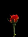 Red Yellow rose bud Royalty Free Stock Photo