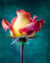 rose bud Royalty Free Stock Photo