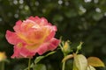 A red and yellow rose bush blooms in the garden Royalty Free Stock Photo