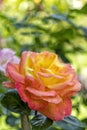 Red and yellow rose bush blooms in the shade in the garden Royalty Free Stock Photo