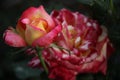 Red and yellow rose close up in the garden. Two colored rose. Royalty Free Stock Photo