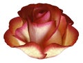 Red-yellow rose flower on a white isolated background with clipping path no shadows. Closeup. Royalty Free Stock Photo