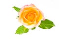 Red yellow rose over white Royalty Free Stock Photo
