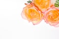 Red yellow rose over white Royalty Free Stock Photo