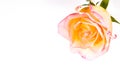 Red yellow rose over white Royalty Free Stock Photo