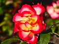 Red Yellow Rose at Parnell Rose Garden, Auckland, New Zealand