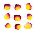Red and yellow rose petals isolated on white background Royalty Free Stock Photo
