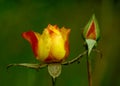 Red and yellow rose and rosebud on a dark green background Royalty Free Stock Photo