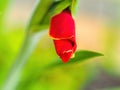 Red and yellow rose of Sharon bud Royalty Free Stock Photo